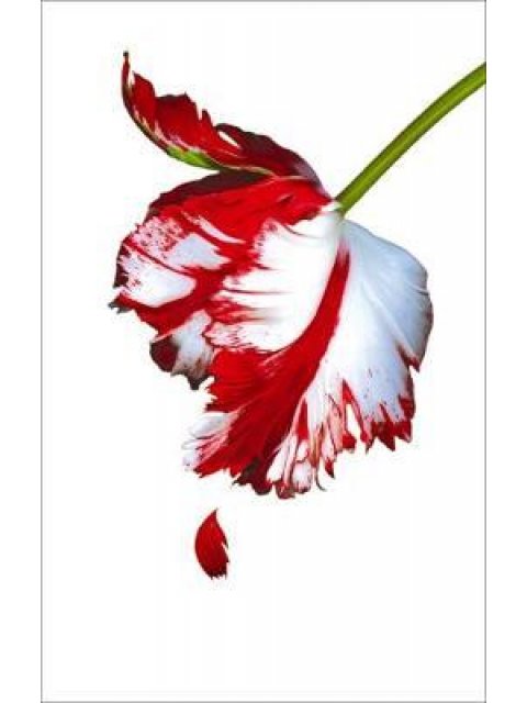 TWILIGHT SAGA 2: NEW MOON WHITE COVER PB B FORMAT