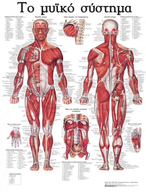 ΑΝΑΤΟΜΙΚΟΣ ΧΑΡΤΗΣ: ΤΟ ΜΥΪΚΟ ΣΥΣΤΗΜΑ