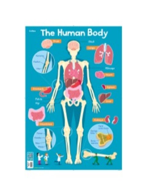 Collins Children's Poster Human Body