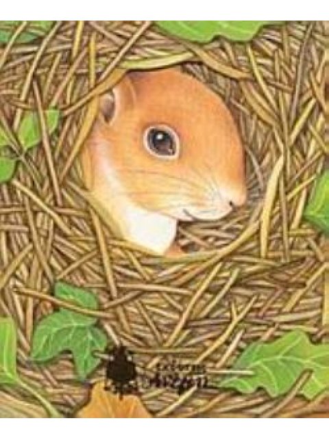 ΤΟ ΣΠΙΤΑΚΙ ΤΟΥ ΣΚΙΟΥΡΟΥ